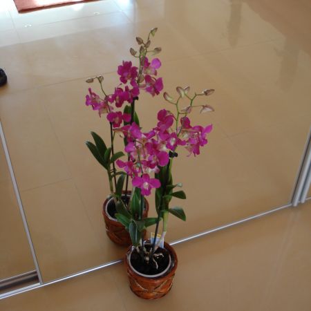 Dendrobium(mihaela)